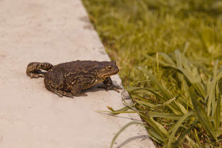 big brown frog in the grassの写真素材