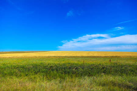Harvest: ripe wheat grows in the field. Golden grain and blue sky.