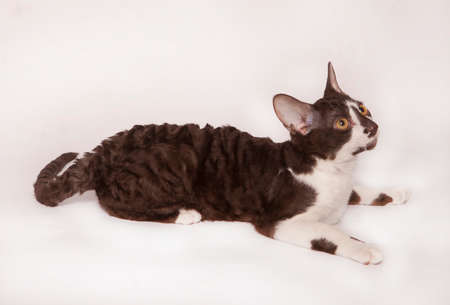a Funny Curious Young white and brown Devon Rex Kitten Sitting Short-haired Cat Of English Breed....