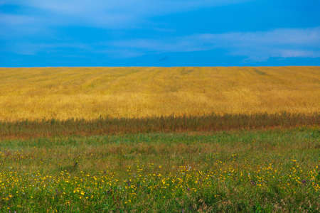 Harvest: ripe wheat grows in the field. Golden grain and blue sky.の写真素材