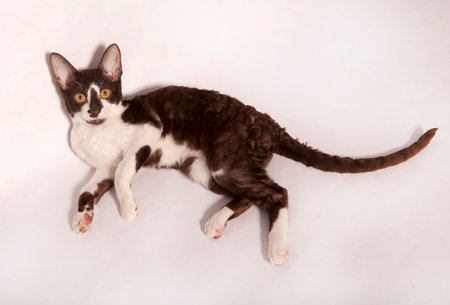 a Funny Curious Young white and brown Devon Rex Kitten Sitting Short-haired Cat Of English Breed. isolated on white backgroundの写真素材