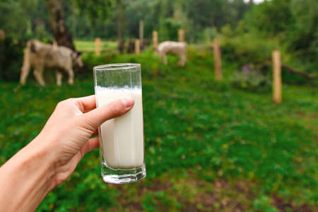Dairy products. healthy food: Village milk. Drink in a glass.の写真素材