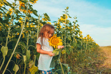a little girl holds a large blooming sunflower. Yellow sunflower petals. A natural background associated with summer. preparing for the harvestの写真素材