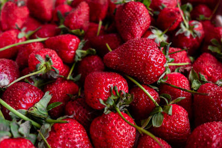 harvest: red strawberries close up. The Victoria berry is ripe. summer seasonの写真素材