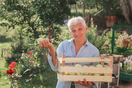 harvest: white apples in a wooden box. products ready for export. import of seasonal goods. An elderly man holds a box. The gardener enjoys the fruits of his workの写真素材