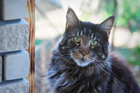 cat sitting. face of animal close upの写真素材