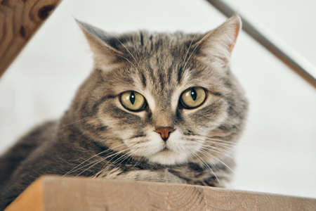 cat sitting. face of animal close up