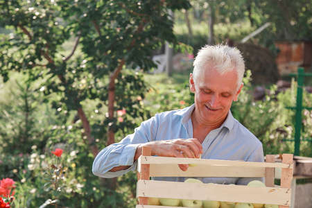 harvest: white apples in a wooden box. products ready for export. import of seasonal goods. An elderly man holds a box. The gardener enjoys the fruits of his workの写真素材