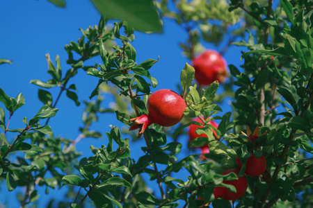 harvest: pomegranate fruits ripen on the treeの写真素材
