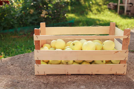 harvest: white apples in a wooden box. products ready for export. import of seasonal goods.の写真素材