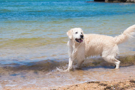 a Labrador swims in the sea. the dog is playing in the water. wet furの写真素材