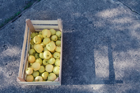 harvest: white apples in a wooden box. products ready for export. import of seasonal goods.の写真素材