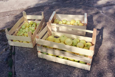 harvest: white apples in a wooden box. products ready for export. import of seasonal goods.の写真素材
