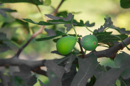 harvest: ripe figs. juicy fruits. fresh fruit from the treeの写真素材