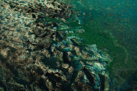 Ecological disaster: green algae on the coast. Water blooming. Close up sea water surface polluted...