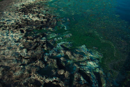 Ecological disaster: green algae on the coast. Water blooming. Close up sea water surface polluted with green algaeの写真素材