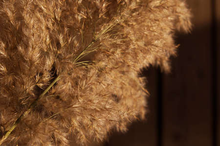 Didukh. Fragment close-up. Ukrainian Christmas decoration and traditional symbol. Made of straw of different cereals and flowers. Bouquet of dried plantsの写真素材