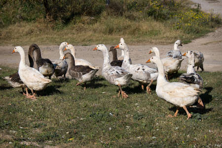 a flock of geese in the poultry farmの写真素材