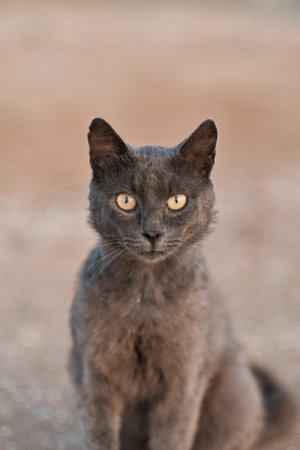 Black cat looking at the camera on the beach at sunset. High quality photo.
