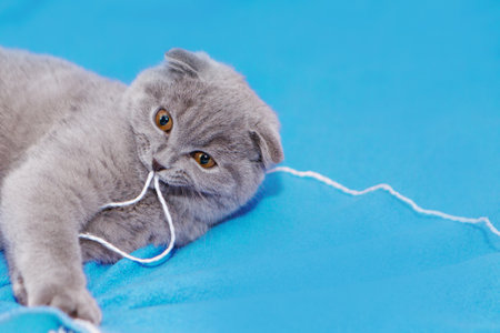 happy cat lies on a blue background. A gray cat plays with a white ball of wool on a fluffy carpet. Happy kitten loves to stroke the woman's hand. british shorthair. Cat for advertising tape. Playful pet close-up. High quality photoの写真素材