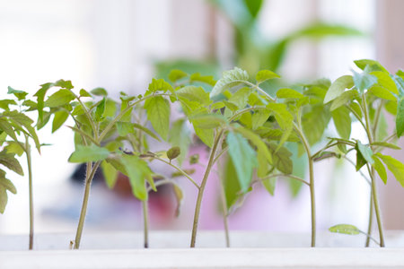 tomato sprouts in seedlings on the windowsillの写真素材
