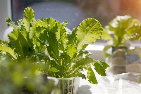tomato sprouts in seedlings on the windowsillの写真素材