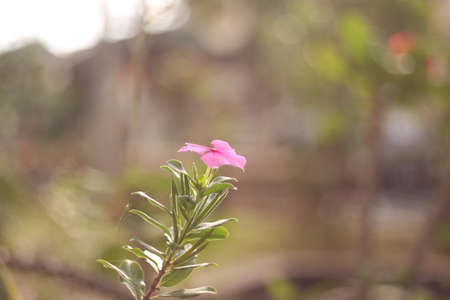 lonely pink flower with leaves at gardenの写真素材