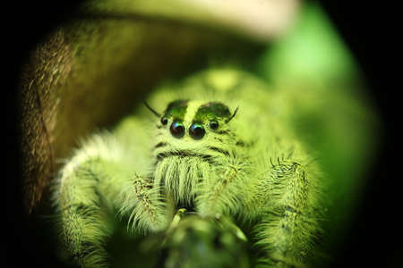 cute little green spider catch with macro lensの写真素材