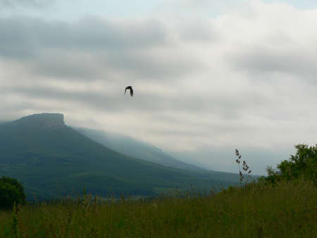 fly to the fogの写真素材