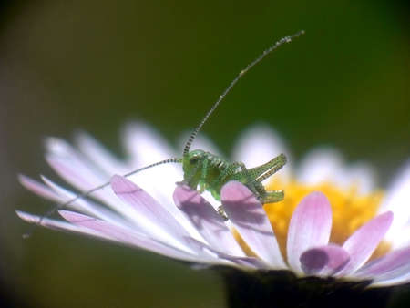 detail of springの写真素材