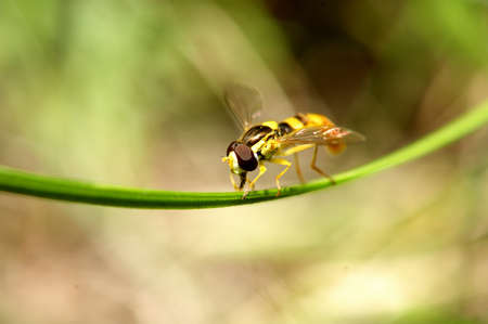 	 Yellow fly looks like a sting の写真素材