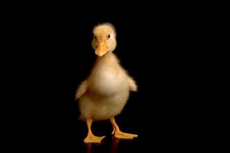 cute little yellow duck の写真素材