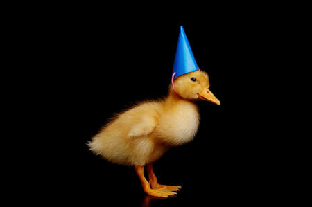 cute little yellow duck の写真素材