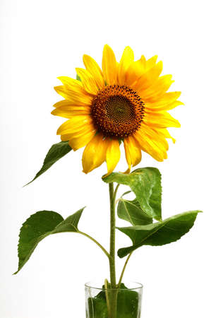  smiling sunflowers ,isolated on white backgroundの写真素材