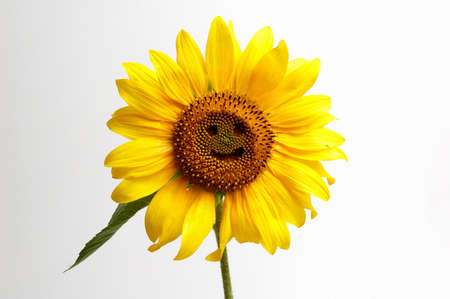  smiling sunflowers ,isolated on white backgroundの写真素材
