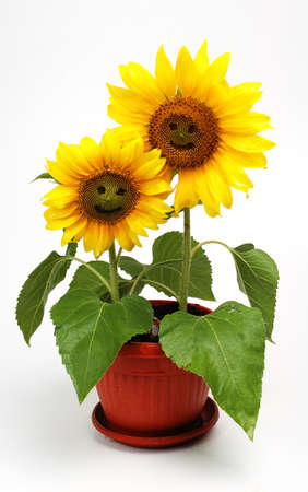 	 Two smiling sunflowers ,isolated on white backgroundの写真素材