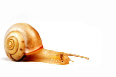 funny snail,looking sweetly.focus on the eyeの写真素材