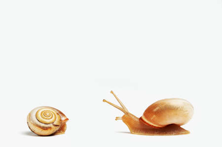 two garden snails ,isolated on white の写真素材