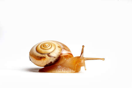 funny snail ,isolated on white background の写真素材