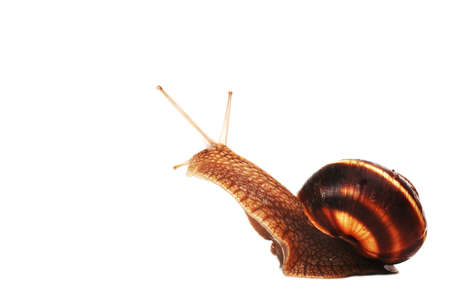 funny snail ,isolated on white background の写真素材