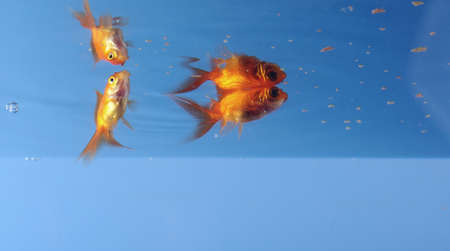 couple goldfish in aquarium 