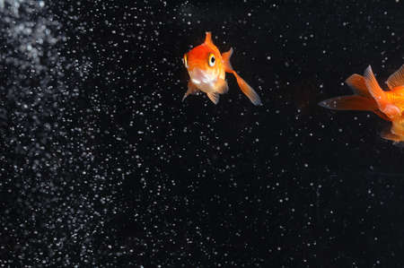 couple goldfish in aquariumの写真素材