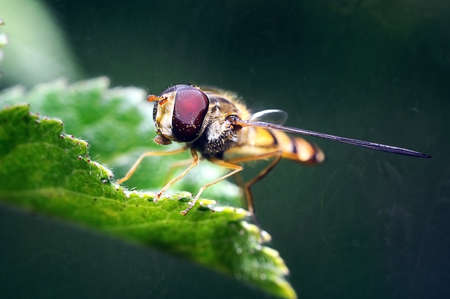 yellow fly looks like a sting の写真素材