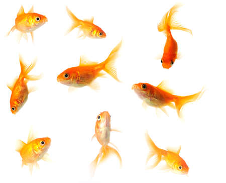 collection of goldfish isolated on white in 24mp  fileの写真素材