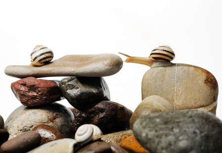 Two garden snails and fly  on colorful stones on whiteの写真素材