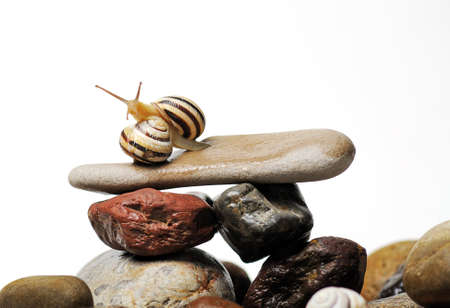 Two garden snails and fly  on colorful stones on whiteの写真素材