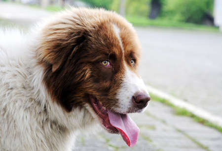 Saint bernard dog standing on the streetの写真素材
