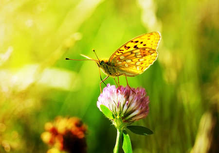 wild butterfly on a flower on natural warm lightの写真素材