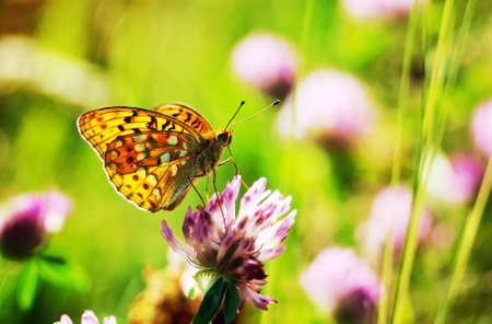 wild butterfly on a flower on natural warm lightの写真素材