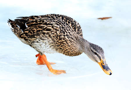 wild  duck on  ice  in frozen lake in cold winter dayの写真素材
